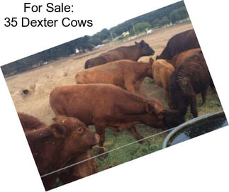 For Sale: 35 Dexter Cows