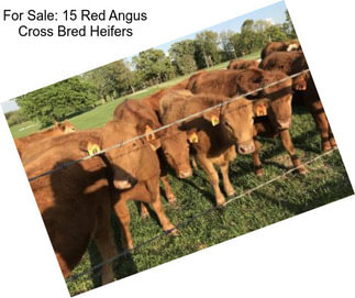 For Sale: 15 Red Angus Cross Bred Heifers