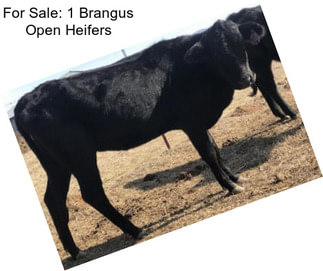 For Sale: 1 Brangus Open Heifers