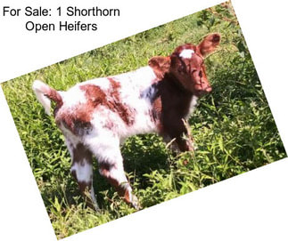 For Sale: 1 Shorthorn Open Heifers