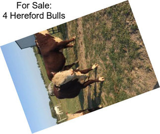 For Sale: 4 Hereford Bulls