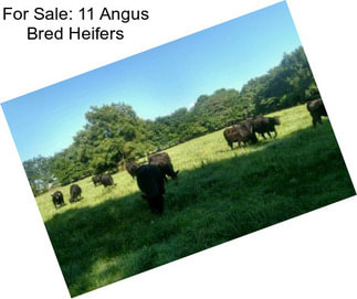 For Sale: 11 Angus Bred Heifers