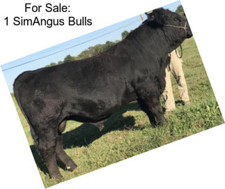 For Sale: 1 SimAngus Bulls