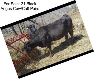 For Sale: 21 Black Angus Cow/Calf Pairs