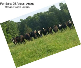 For Sale: 25 Angus, Angus Cross Bred Heifers