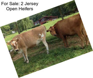 For Sale: 2 Jersey Open Heifers