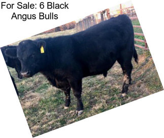 For Sale: 6 Black Angus Bulls