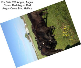 For Sale: 200 Angus, Angus Cross, Red Angus, Red Angus Cross Bred Heifers