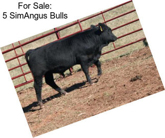For Sale: 5 SimAngus Bulls