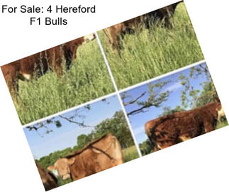 For Sale: 4 Hereford F1 Bulls
