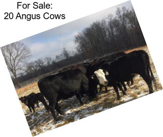 For Sale: 20 Angus Cows