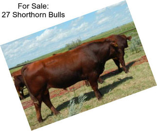 For Sale: 27 Shorthorn Bulls