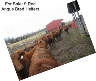 For Sale: 9 Red Angus Bred Heifers