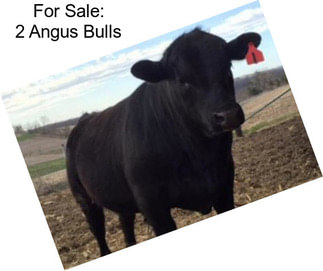 For Sale: 2 Angus Bulls