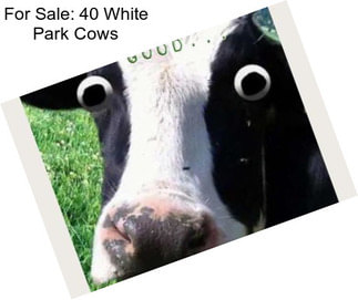For Sale: 40 White Park Cows