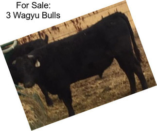 For Sale: 3 Wagyu Bulls