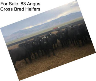 For Sale: 83 Angus Cross Bred Heifers