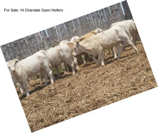 For Sale: 14 Charolais Open Heifers