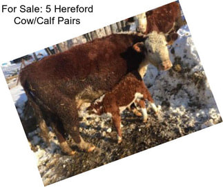 For Sale: 5 Hereford Cow/Calf Pairs