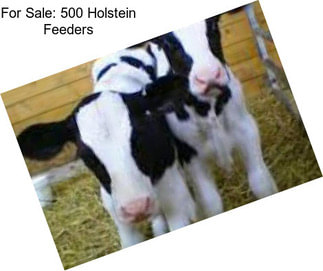 For Sale: 500 Holstein Feeders