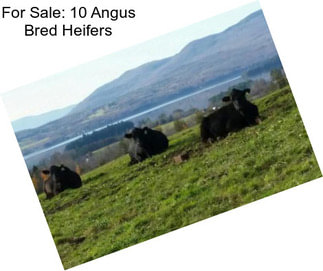 For Sale: 10 Angus Bred Heifers