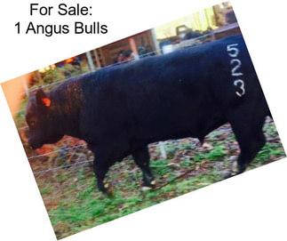 For Sale: 1 Angus Bulls