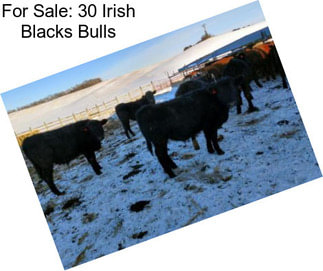 For Sale: 30 Irish Blacks Bulls