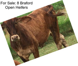 For Sale: 8 Braford Open Heifers