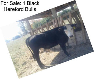 For Sale: 1 Black Hereford Bulls