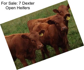 For Sale: 7 Dexter Open Heifers