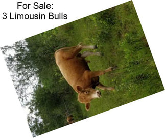 For Sale: 3 Limousin Bulls