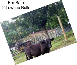For Sale: 2 Lowline Bulls