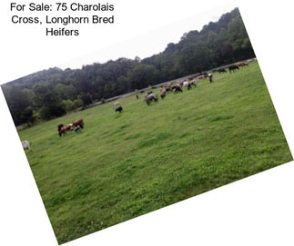 For Sale: 75 Charolais Cross, Longhorn Bred Heifers
