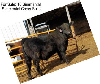 For Sale: 10 Simmental, Simmental Cross Bulls