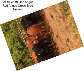 For Sale: 19 Red Angus, Red Angus Cross Bred Heifers