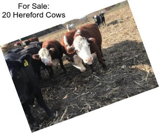 For Sale: 20 Hereford Cows