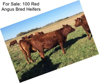 For Sale: 100 Red Angus Bred Heifers