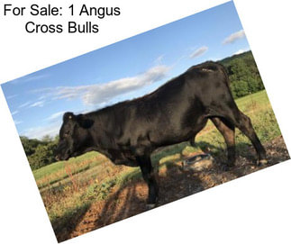 For Sale: 1 Angus Cross Bulls