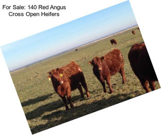 For Sale: 140 Red Angus Cross Open Heifers