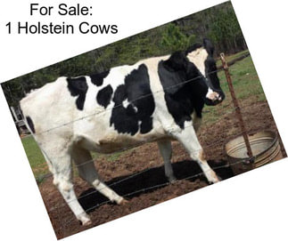 For Sale: 1 Holstein Cows