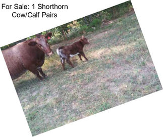 For Sale: 1 Shorthorn Cow/Calf Pairs