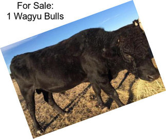 For Sale: 1 Wagyu Bulls
