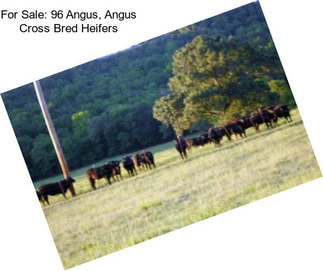 For Sale: 96 Angus, Angus Cross Bred Heifers