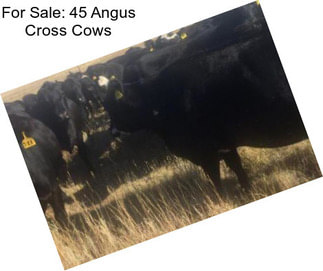 For Sale: 45 Angus Cross Cows