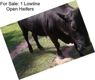 For Sale: 1 Lowline Open Heifers