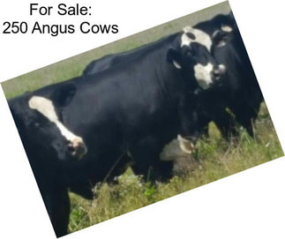 For Sale: 250 Angus Cows