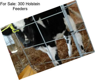 For Sale: 300 Holstein Feeders