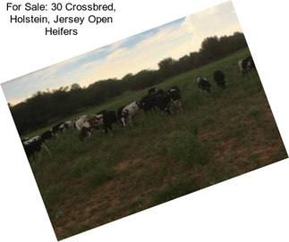 For Sale: 30 Crossbred, Holstein, Jersey Open Heifers