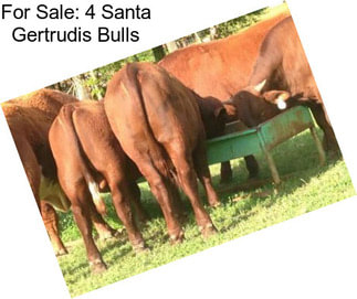 For Sale: 4 Santa Gertrudis Bulls