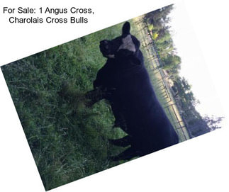 For Sale: 1 Angus Cross, Charolais Cross Bulls